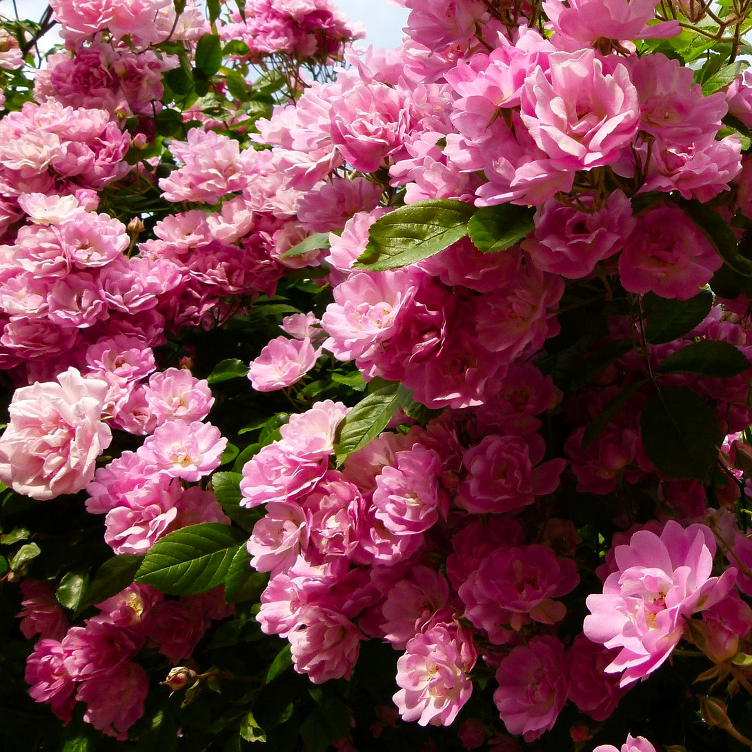 Brume visage <span>Eau de Rose de Damas</span>